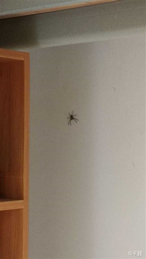 房间有蜘蛛代表什么 房間莫名其妙有螞蟻風水